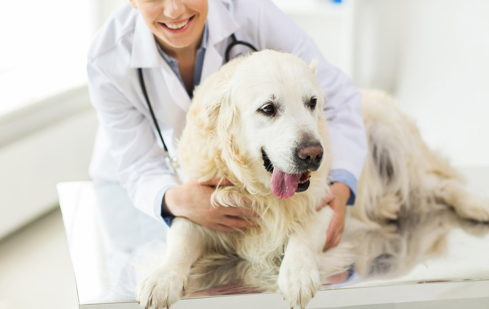 Pet Wellness Exam | Veterinarian in Mission Viejo, CA | Mission Hills Pet  Care Center